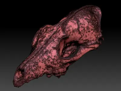 Fox Skull 3D model purchase