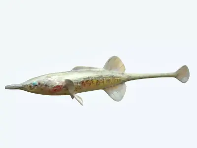 Paradoxus Fish 3D model