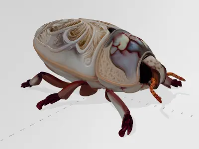 Engraved Iridescent Beetle 3D Model 3D model