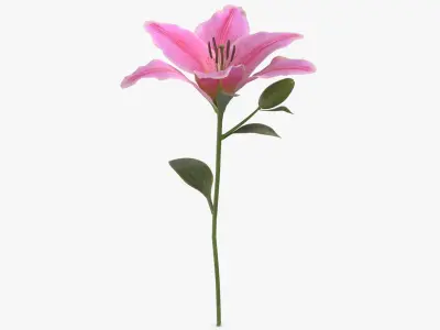 Lilium - Pink 3D model