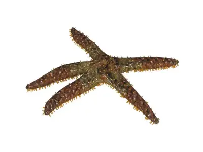 3D Starfish model 3D model