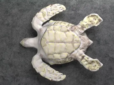 Loggerhead Sea Turtle Free 3D model