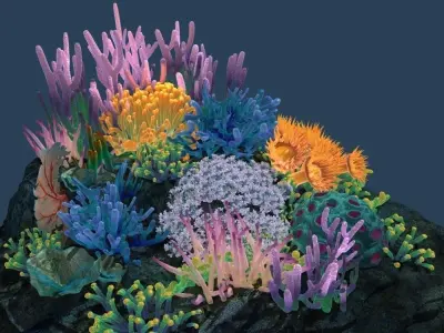 Coral reef 3D model purchase