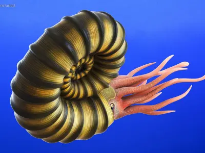 Ammonite 3D model purchase