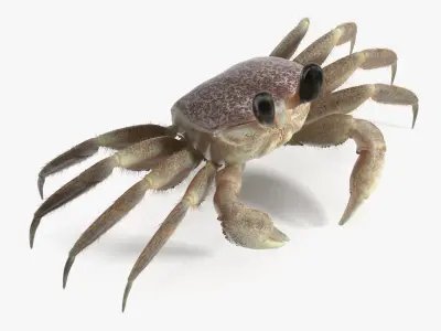  Coastal Burrowing Crab Pink Beige Fur 