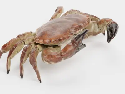 Edible Crab Rigged 3D model