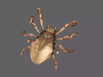 Spider 3D model 25