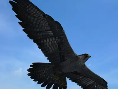 Peregrine Falcon 3D model purchase