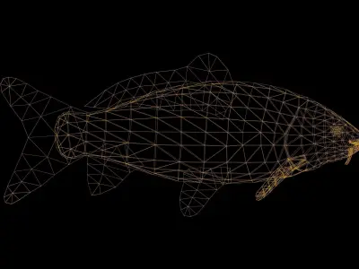 Carp with Swimming Animation Low-poly 3D model