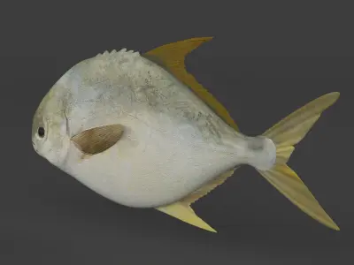 Fish Pompano 3D model