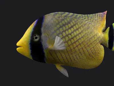 animal  aquarium underwater fish fishing sea sealife ocean 3D model