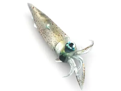 Squid 3D model purchase