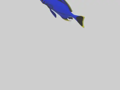 Blue Tang darting through coral model Low-poly 3D model