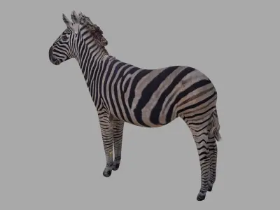 Zebra OBJ  and BLEND 3D model