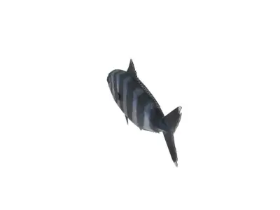 Pilot fish 3D Model Free 3D model