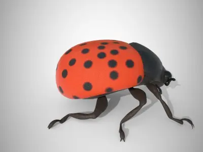 Lady Bug 3D Model 3D model