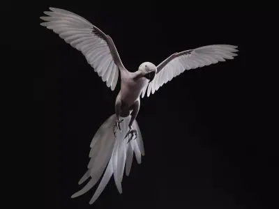 Realistic 3D model of Macaw with texture pack 3D model