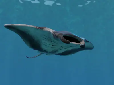 Manta Ray Animated  Low-poly 3D model