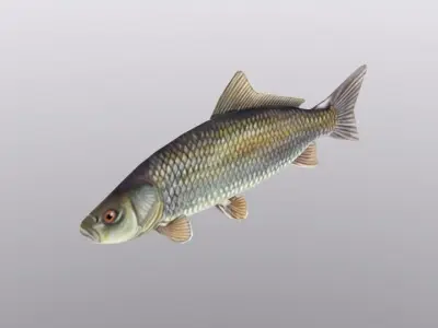 3D Fish Model Low Poly Free low-poly 3D model
