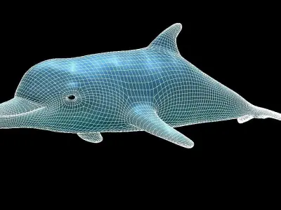 Dolphin 3D model shop