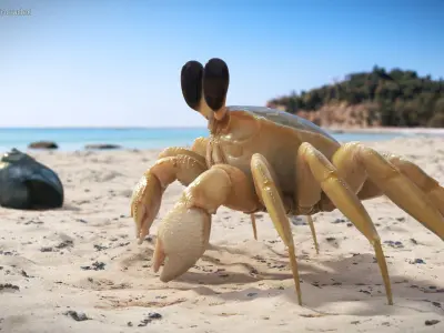  Eyestalk Crab Arthropod 