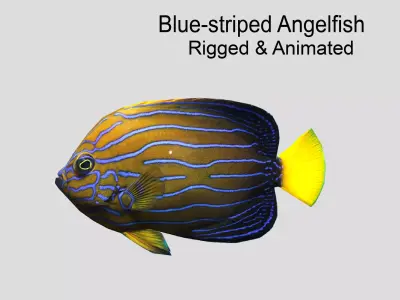 Blue-striped Angelfish Realistic Animated Low-poly 3D model