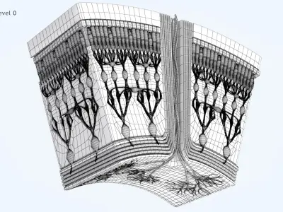 HD Retina in Cross Section 3D model