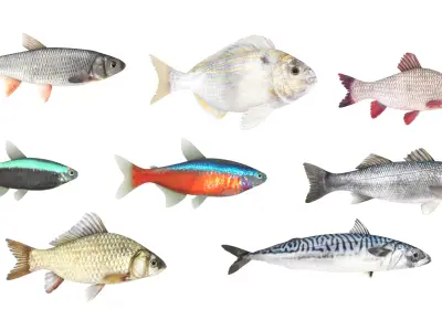 Fish Collection 3D model 4