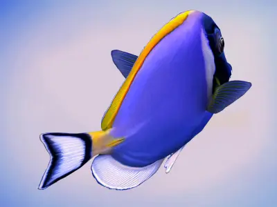 Acanthurus Leucosternon Low-poly 3D model