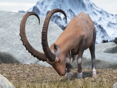 Alpine Ibex with Large Horns 3D model