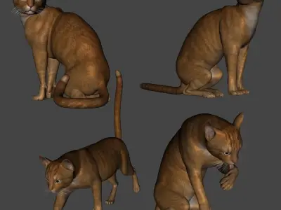 wendys ginger cat 3D model