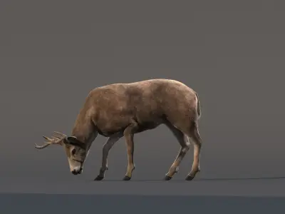 Deer Animated (Fur) 3D model