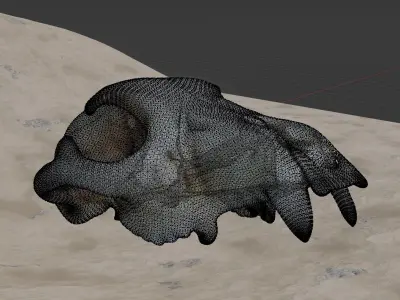 Bear Skull Free 3D model