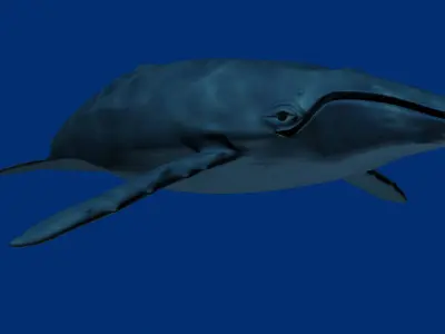 Humpback Whale 3D model order