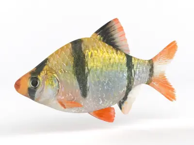 Tiger Barb Fish 3D model get