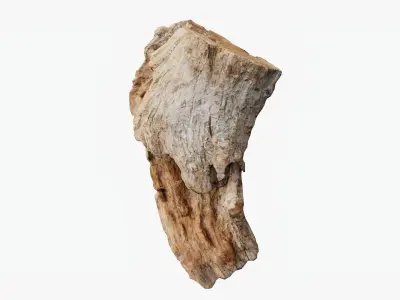 Scanned Trimmed Tree Wood 12 3D model