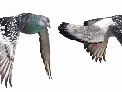 Pigeon Low-poly 3D model 5