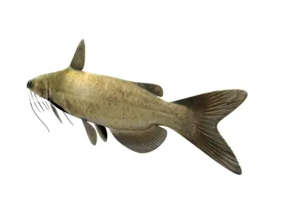 Catfish Fish 3D model