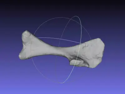 Psittacosaurus Left Humerus Free 3D print model