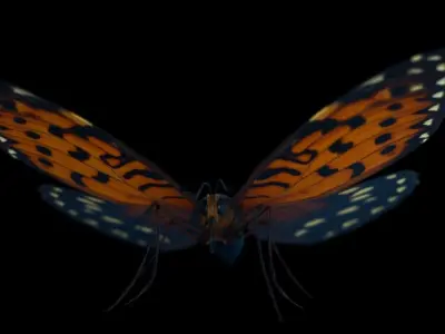 Butterfly Low-poly 3D model 2