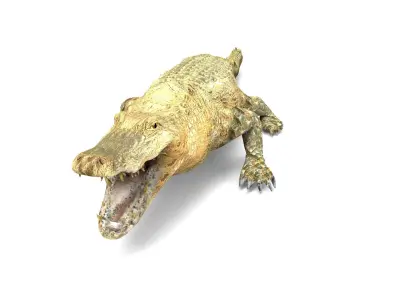 3D Crocodile Rigged Model Low-poly 3D model