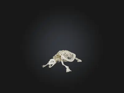 Realistic Turtle Skeleton Model Low-poly 3D model