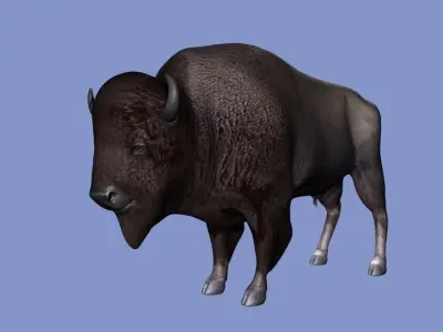 American Bison 3D model