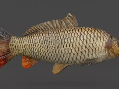 Carp Fish 3D model get