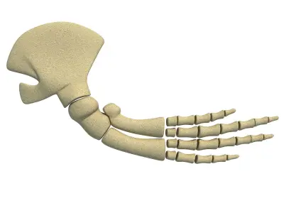 Whale Flipper Shoulder Bones 3D model