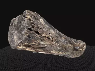 Withered piece of tree wood 3d scan highpoly 3D model