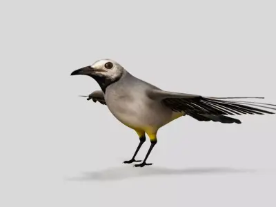 wagtail bird 3d model 3D model