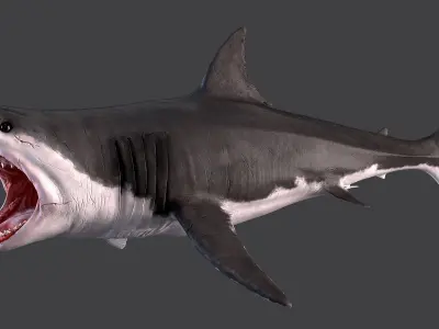 White Shark 3D model order