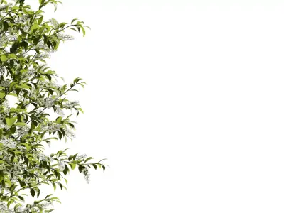 Tree Prunus Padus Bird Cherry Or Hackberry tree Free 3D model