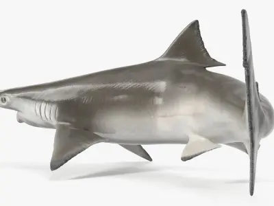  Spadenose Shark Model in Swimming Pose 